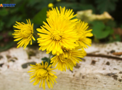 Четверг в Краснодаре порадует 12 градусами тепла 