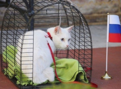  В день матча России и Хорватии в Сочи обещают дождь 