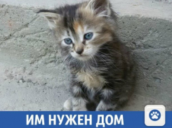  Пушистые комочки нуждаются в доме! 