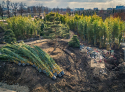 Кусочек Японии на юге: в парк «Краснодар» привезли бамбук