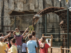 Нужна помощь: во сколько обходится содержание одного жирафа в зоопарке в Краснодаре 