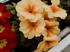 Синоптики обещают в Краснодаре дождь и 10 градусов тепла