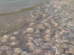Тысячи мёртвых медуз обнаружили на берегу моря в Краснодарском крае