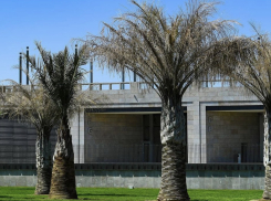 Растение из Чили: как «слоновые пальмы» выживают зимой в парке Галицкого