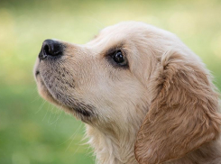 Живодер поиздевался над собакой на Кубани