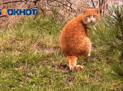 Похолодание и ливень придут в Краснодарский край 