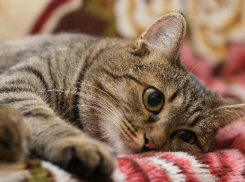 Праздничные выходные на Кубани завершатся осадками