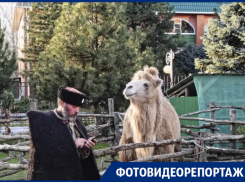 При храме в Краснодаре открыли вертеп с верблюдом и барашками: фото и видео