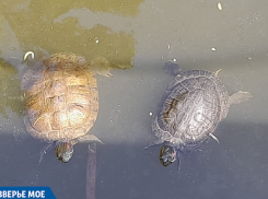 Краснодарцы умилились черепахам в парке Галицкого 