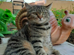 Экстренное предупреждение распространили в Краснодаре из-за сильного ветра