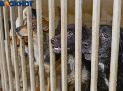 Под Краснодаром показали строительство нового приюта для собак