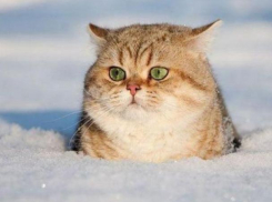 Январское тепло вернется в Краснодар в течение недели