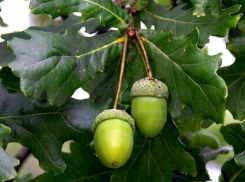 Прокуратура проверила варварскую вырубку дубов в Краснодаре 