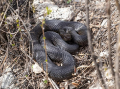 «Нашел участок без гадюк – так и ходи без палки»: как бороться с пресмыкающимися садоводам и огородникам Краснодарского края