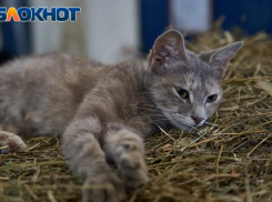 До +36 градусов прогреется воздух в Краснодарском крае