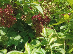 Актуальный Краснодар сегодня: Яков Дровопилец. До +27. Проводим дружеские встречи, едим грибы и защищаем нервную систему мужчин от женщин 