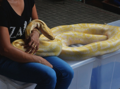 В Геленджике полицейские выявили 52 нелегалов-бизнесменов с рептилиями и птицами