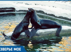 Сбежавший из Анапы морской котик проплыл 640 км, чтобы попасть в Грузию