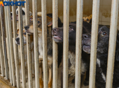 «Их просто убьют»: краснодарцы опасаются отлова бродячих собак