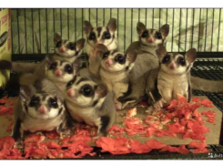 Летучих белок продают в Краснодаре людям с большими деньгами