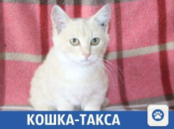 Плюшевый котенок ищет новый дом 