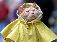 В преддверии теплых выходных на Кубани пасмурно и дождливо, местами усилится ветер