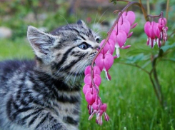 С града, грозы и сильного дождя начнется неделя на Кубани 