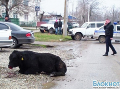 В Выселках полицейские помогли поймать взбесившегося быка