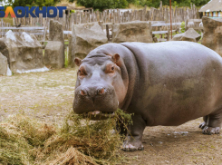 Местная звезда: рассказываем о жизни бегемотихи Жужи в Краснодаре