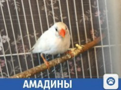 Милые птички продаются в Краснодаре