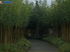 Утренний дайджест: пятница встретит дождем и Днем древонасаждения 