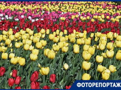 Прям как в Голландии: поляны цветущих тюльпанов раскинулись в Ботаническом саду Краснодара