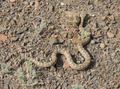 Зверье мое: змея, которую надо опасаться кубанцам