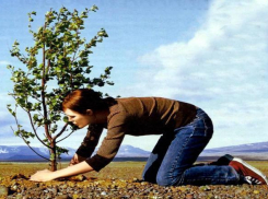 В Сочи бесплатно раздадут жителям города саженцы деревьев