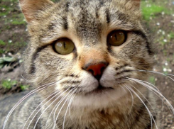 Погода на Кубани: Синоптики объявили штормовое предупреждение