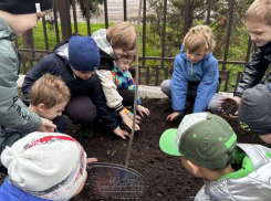 Юные краснодарцы своими руками делают город зеленее