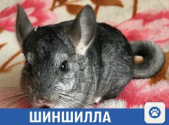Воспитанный самец шиншиллы ищет хозяев в Краснодаре