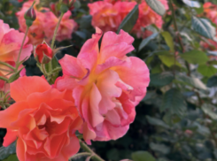 Важное в Краснодаре 2 июля: поздравляем уфологов и  собак, делаем сюрпризы, не обижаем насекомых