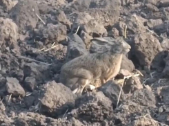 В Краснодарском крае сняли на видео смелого зайца-русака