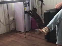 Пьющий воду из кулера кот разделил краснодарцев на два лагеря