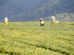 Краснодарский чай выращивают только на трети пригодных для него земель Кубани