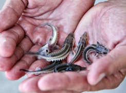 В Кубань выпустили осетров