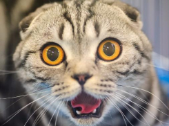 В столице Кубани пройдет «Фестиваль домашних животных»