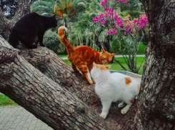 Последний день марта на Кубани будет теплым