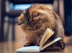 Краснодар не вошел в список самых читающих городов России