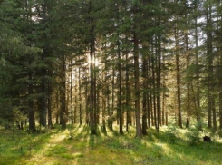 Мужчина на Кубани украл 7 га леса в курортном районе стоимостью 263 млн рублей 