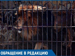 Не царское отношение ко льву вызвало возмущение краснодарцев