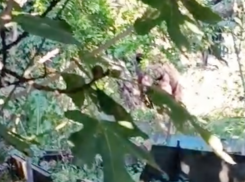  Медведь пришел в огород в Краснодарском крае: видео