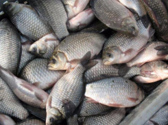300 килограммов рыбы нашли в машине у жителя Кубани сотрудники ДПС