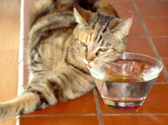 В Краснодарском крае ожидается самый жаркий день недели 